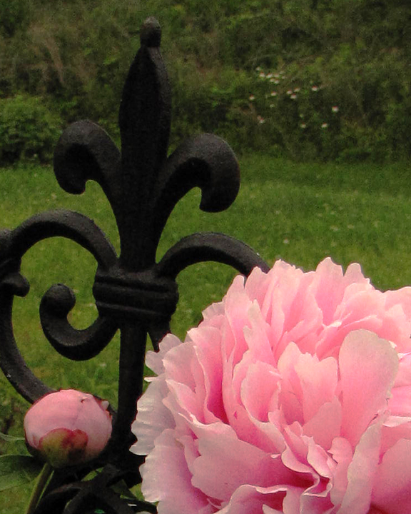 Peony Flowering in my backyard Garden