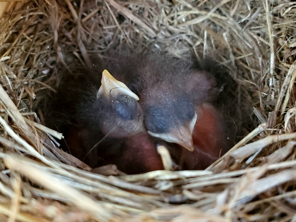 Bluebird Chicks